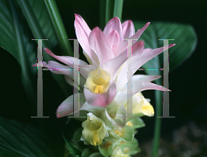 Picture of Curcuma petiolata 