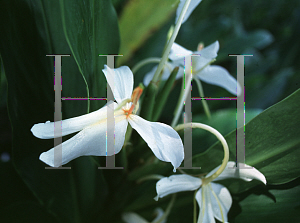 Picture of Hedychium x 'Luna Moth'