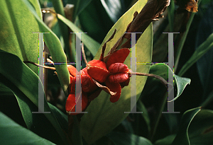 Picture of Hedychium cylindricum 