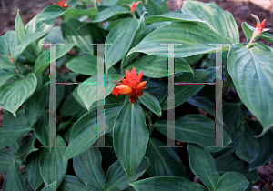 Picture of Costus curvibracteatus 