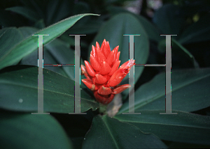 Picture of Costus speciosus 'Nova'