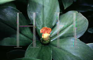 Picture of Costus malortieanus 