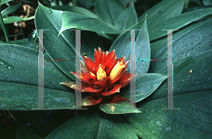 Picture of Costus comosus 