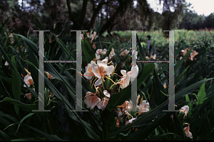 Picture of Hedychium x 'Kinkaku'