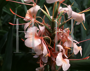 Picture of Hedychium x 'Kewense'