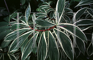 Picture of Costus speciosus 'Variegatus'