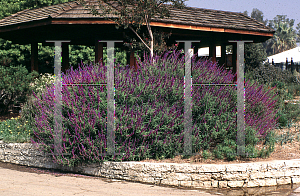 Picture of Salvia leucantha 