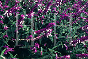 Picture of Salvia leucantha 