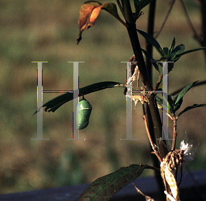 Picture of Asclepias curassavica 