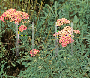 Picture of Achillea millefolium 'Apple Blossom'