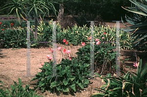 Picture of Gerbera jamesonii 