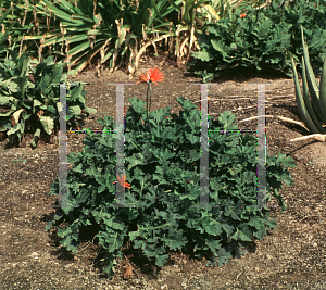 Picture of Gerbera jamesonii 