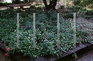 Picture of Centranthus ruber 'Albus'