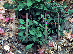 Picture of Cosmos atrosanguineus 