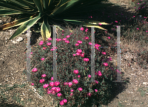 Picture of Delosperma cooperi 