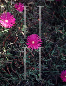 Picture of Delosperma cooperi 