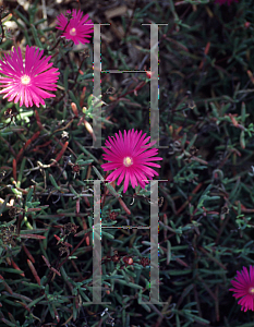 Picture of Delosperma cooperi 