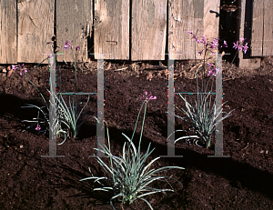 Picture of Tulbaghia violacea 'Variegata'