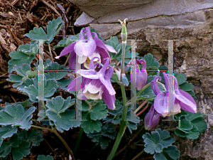 Picture of Aquilegia flabellata 