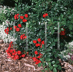 Picture of Rosa  'Meikrotal (Scarlet Meidiland)'