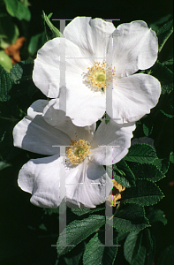 Picture of Rosa rugosa 'Alba'