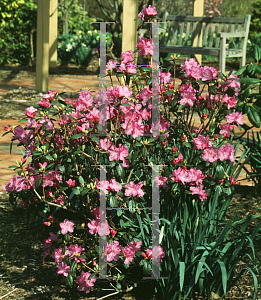 Picture of Rhododendron (subgenus Rhododendron) 'PJM'