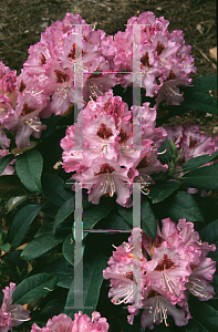 Picture of Rhododendron catawbiense 'Blue Ensign'