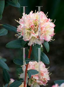 Picture of Rhododendron (subgenus Rhododendron) 'Mary Fleming'