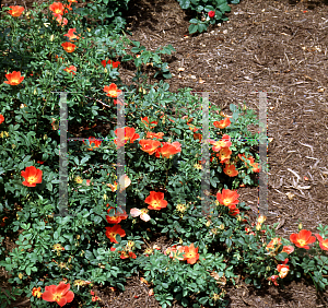 Picture of Rosa foetida 'Bicolor'