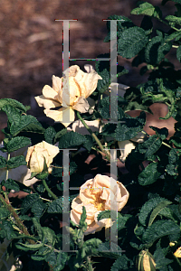 Picture of Rosa rugosa 'Agnes'