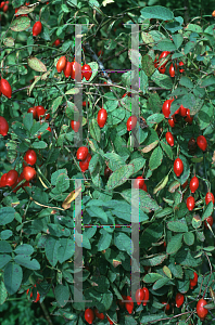 Picture of Rosa canina 'Rose Hips'