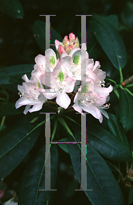 Picture of Rhododendron maximum 'Great Laurel'