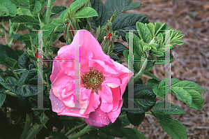 Picture of Rosa rugosa 