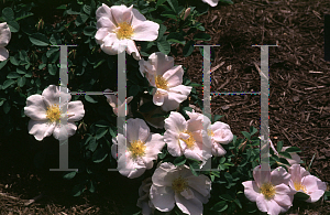 Picture of Rosa moyesii 'Nevada'