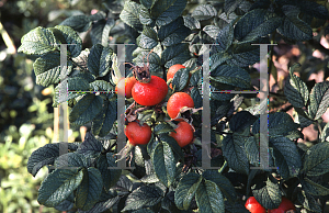 Picture of Rosa rugosa 