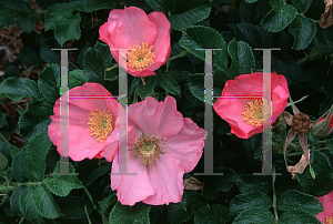 Picture of Rosa rugosa 'Frau Dagmar Hastrup'