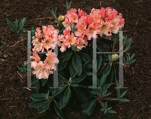 Picture of Rhododendron catawbiense 'Mary Belle'