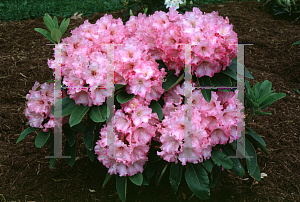 Picture of Rhododendron (subgenus Rhododendron) 'Apple Blossom'