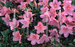 Picture of Rhododendron (subgenus Azalea) 'Pink Pancake'