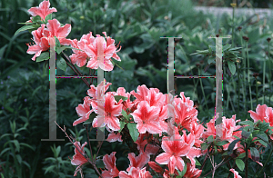 Picture of Rhododendron (subgenus Azalea) 'Ben Morrison'