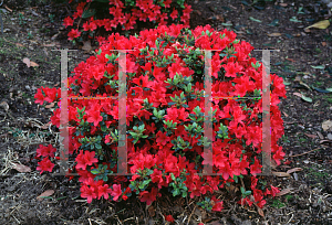 Picture of Rhododendron (subgenus Azalea) 'Hino-crimson'