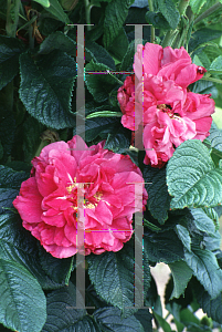 Picture of Rosa rugosa 'Roseraie de L'Hay'