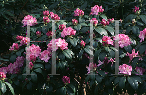 Picture of Rhododendron (subgenus Rhododendron) 'Roslyn'