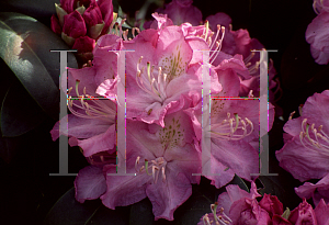 Picture of Rhododendron (subgenus Rhododendron) 'Roslyn'