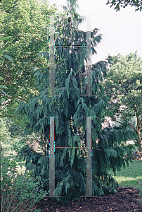 Picture of Chamaecyparis nootkatensis 'Pendula'