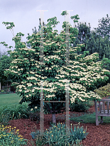 Picture of Cornus kousa 