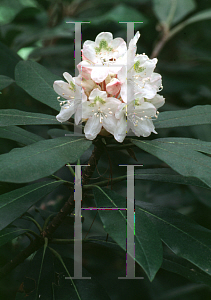 Picture of Rhododendron maximum 