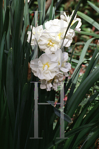 Picture of Narcissus  'Winston Churchill'