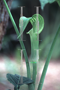 Picture of Arisaema triphyllum 