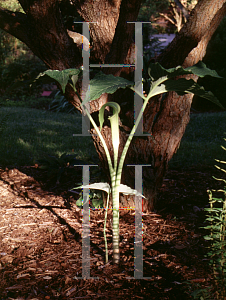 Picture of Arisaema triphyllum 